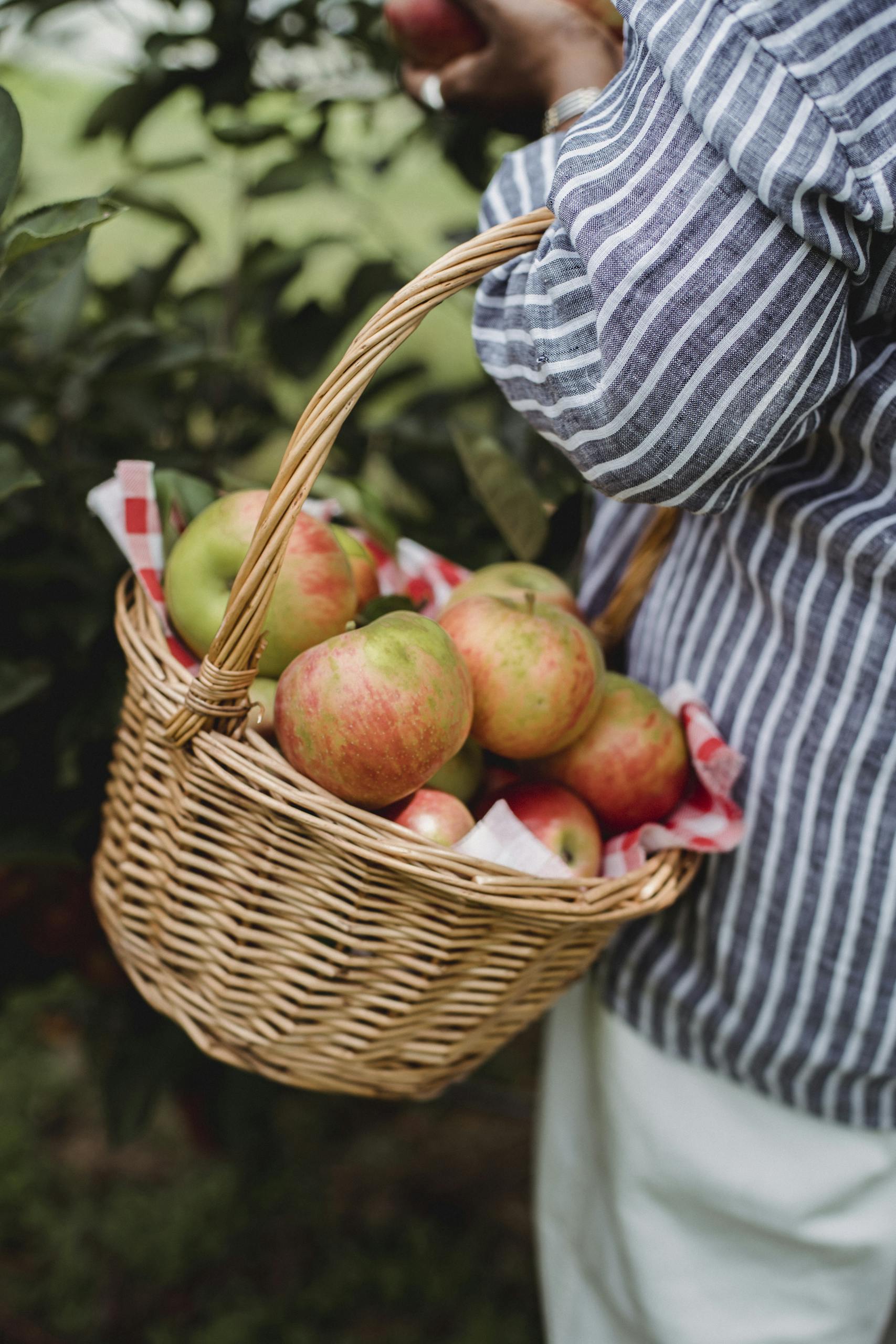 A person collects ripe apples in a woven basket, showcasing a fresh harvest in a natural setting.