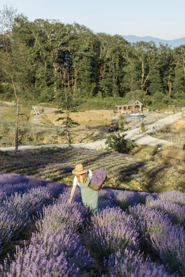 A woman stands in a lavender field holding lavender stalks on a sunny day.