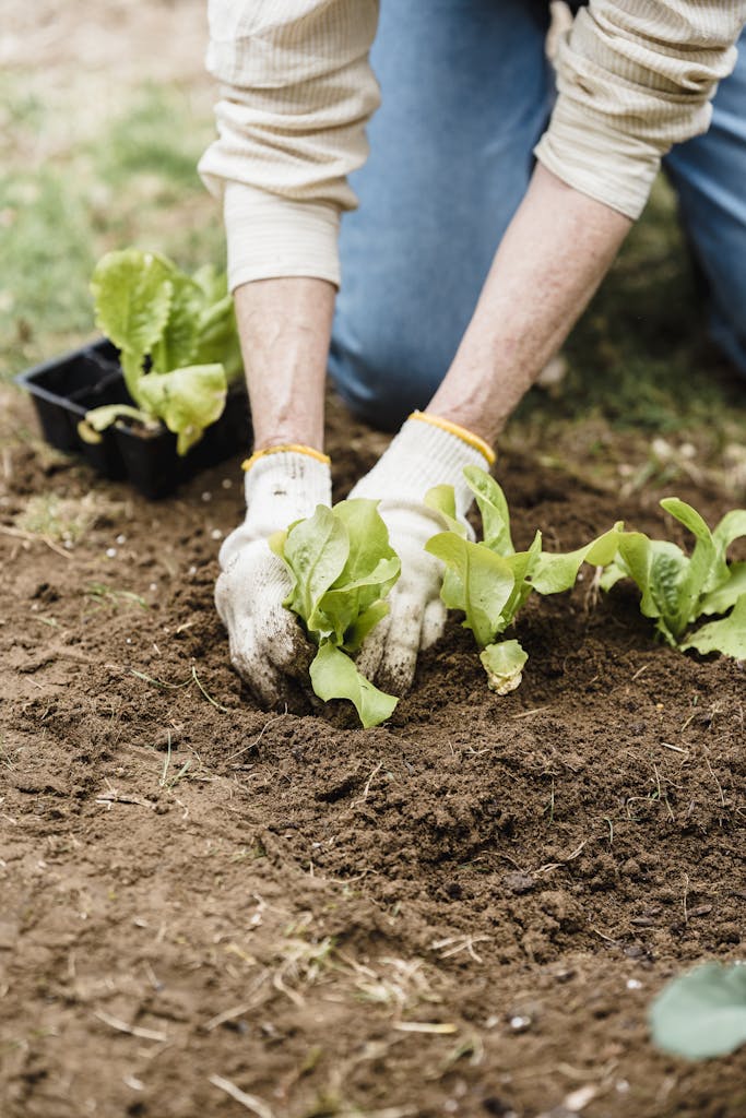 Person planting lettuce seedlings in a garden, wearing gloves outdoors.