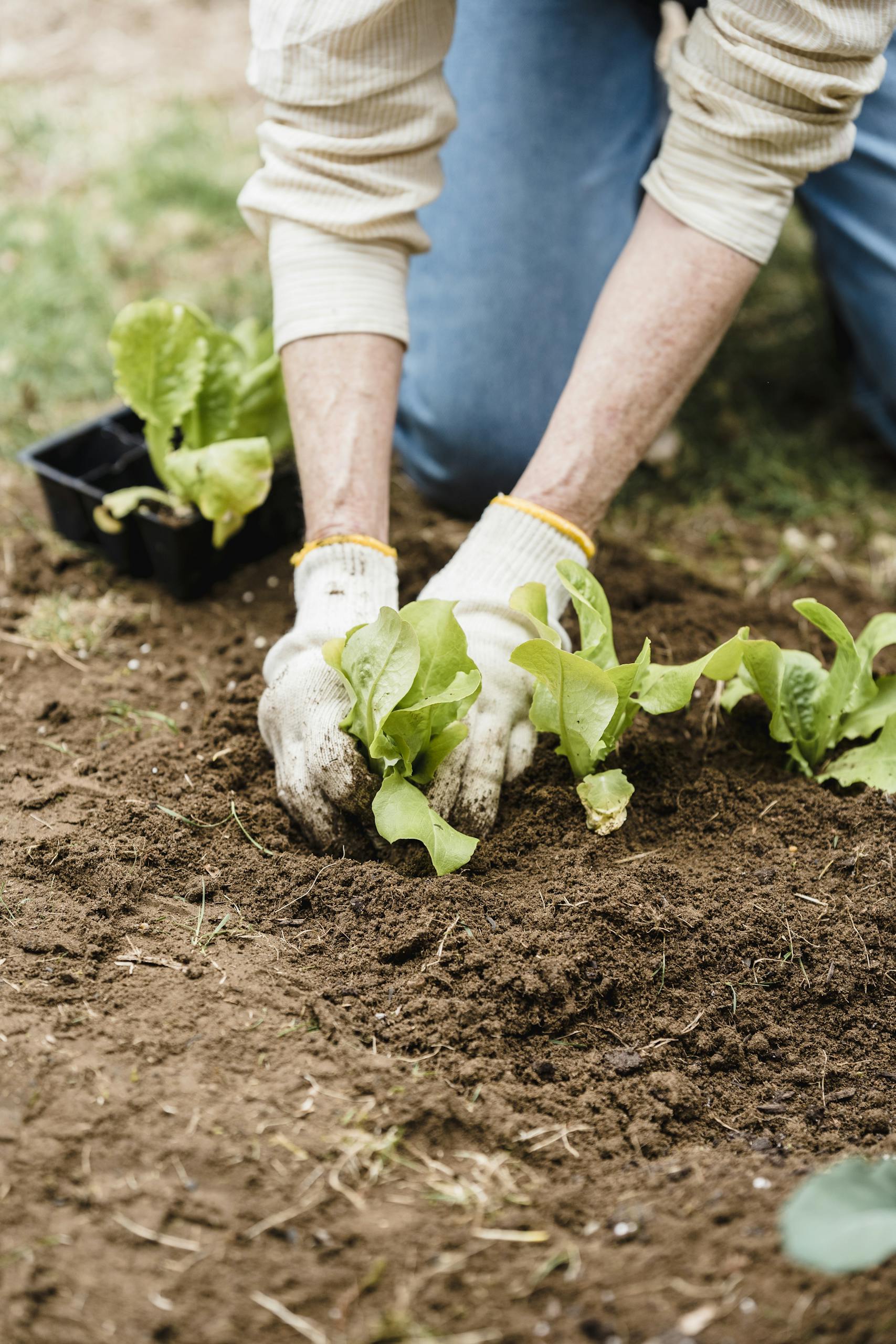 Person planting lettuce seedlings in a garden, wearing gloves outdoors.