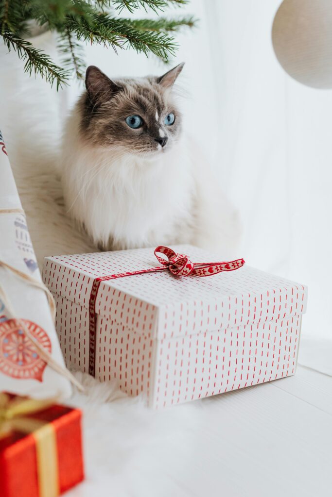 Adorable Siberian cat seated near beautifully wrapped holiday gift boxes.