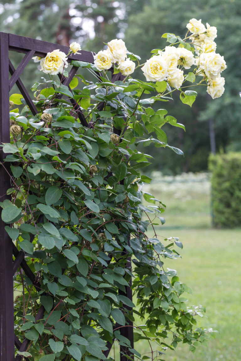 How to Position a Trellis So It Blends Into Your Garden